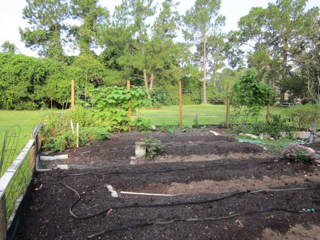 cuc's and pole beans