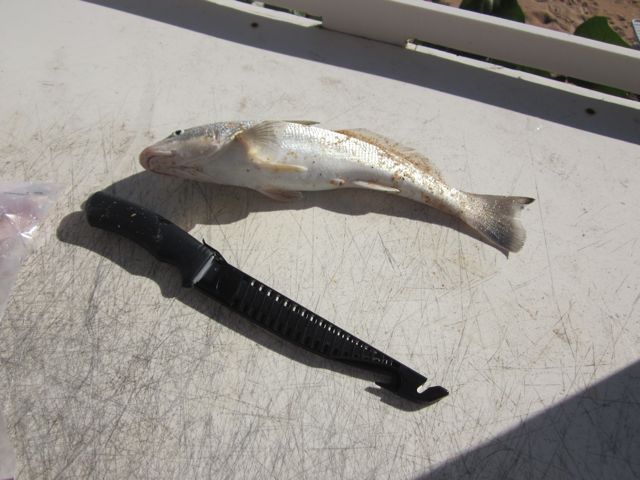 Whiting ready to clean