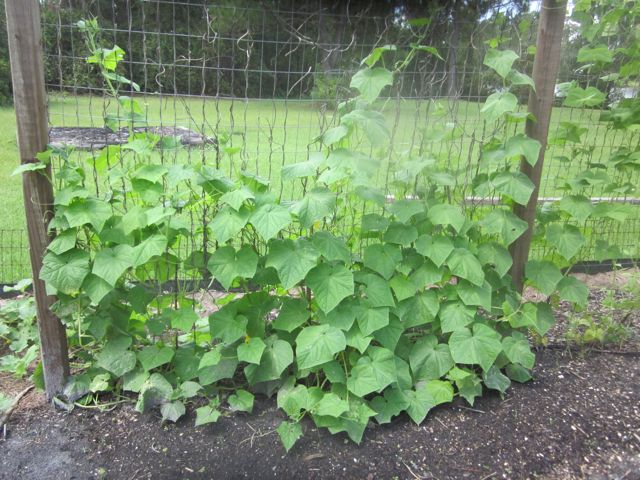 Diva cuc's 6 weeks old